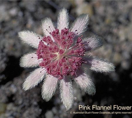 Pink Flannel Flower