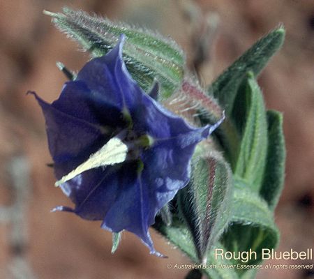 Rough Bluebell