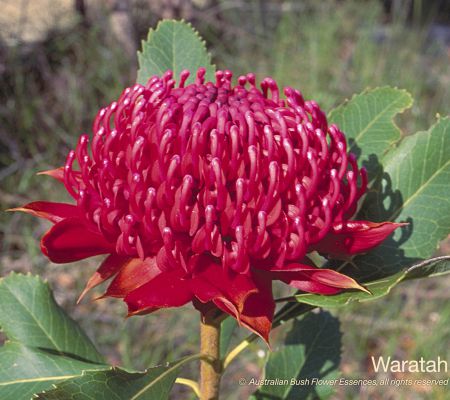 Waratah