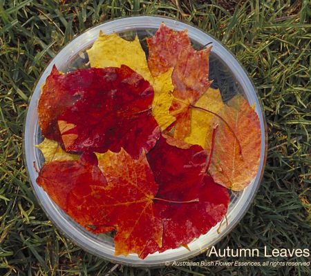 Autumn Leaves