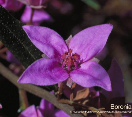 Boronia