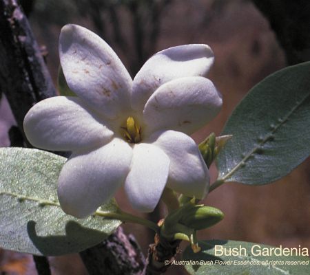 Bush Gardenia