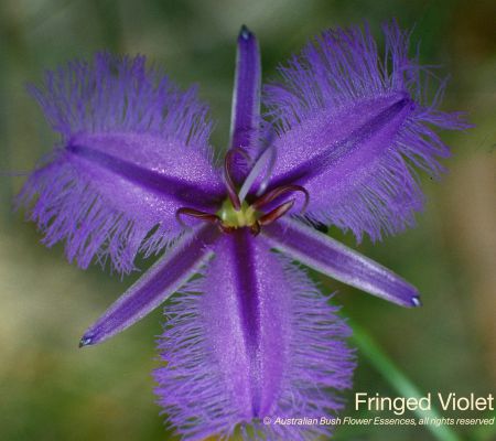 Fringed Violet