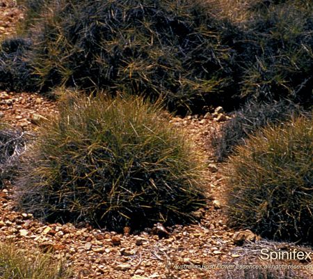 Spinifex