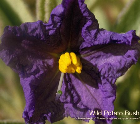 Wild Potato Bush