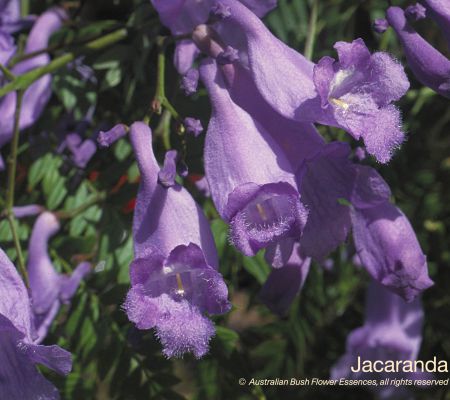 Jacaranda