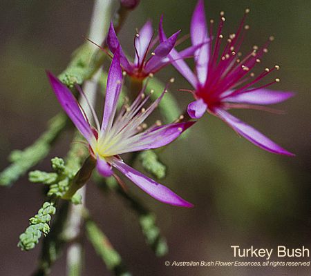 Turkey Bush