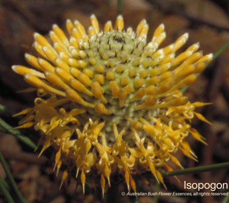 Isopogon