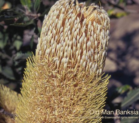 Old Man Banksia