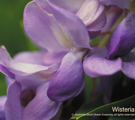 Wisteria