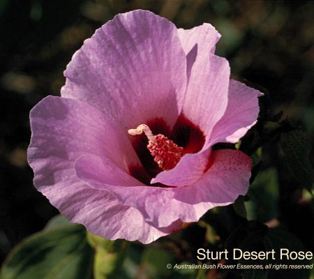 Sturt Desert Rose