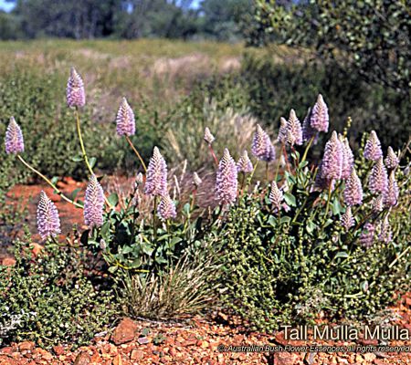Tall Mulla Mulla