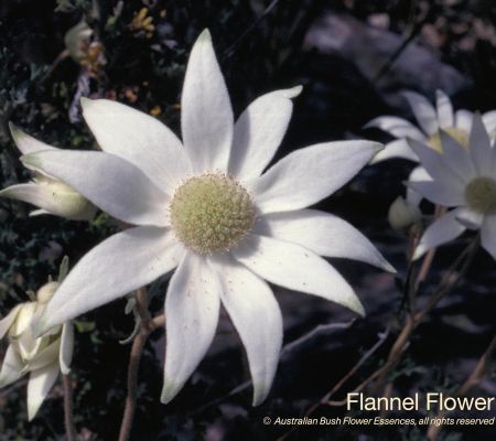 Flannel Flower