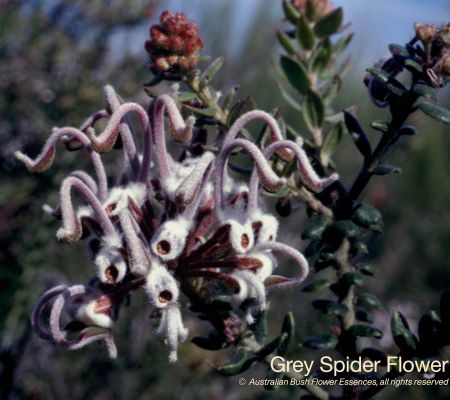 Grey Spider Flower