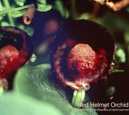 Red Helmet Orchid